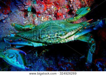The Mediterranean Blue Crab - (callinectes Sapidus)