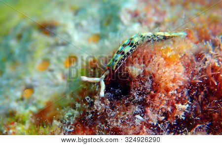 Thuridilla Hopei - Sacoglossan Sea Slug, Underwater Shoot In The Mediterranean Sea