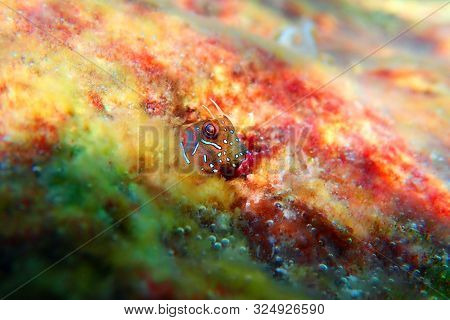 The Sphinx Blenny Fish - (aidablennius Sphynx)