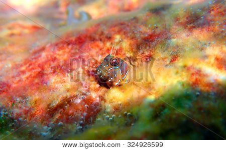The Sphinx Blenny Fish - (aidablennius Sphynx)