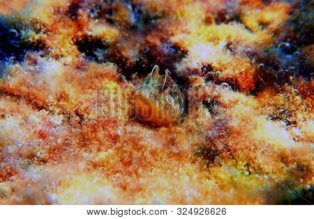 The Sphinx Blenny Fish - (aidablennius Sphynx)