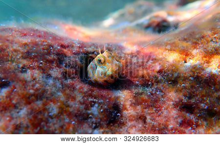 The Sphinx Blenny Fish - (aidablennius Sphynx)