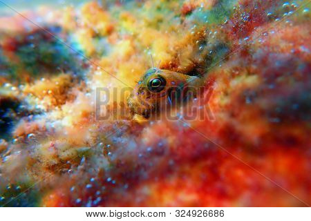 The Sphinx Blenny Fish - (aidablennius Sphynx)