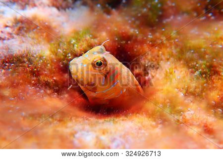 The Sphinx Blenny Fish - (aidablennius Sphynx)