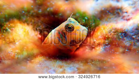 The Sphinx Blenny Fish - (aidablennius Sphynx)