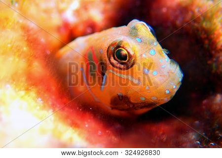 The Sphinx Blenny Fish - (aidablennius Sphynx)