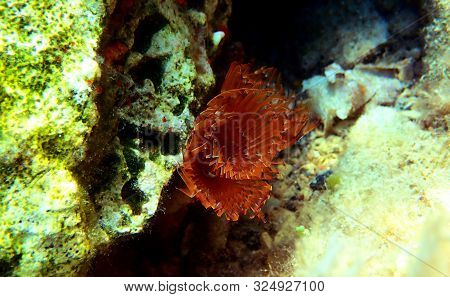 The Spiral Tube Worm - Spirographis Spallanzani