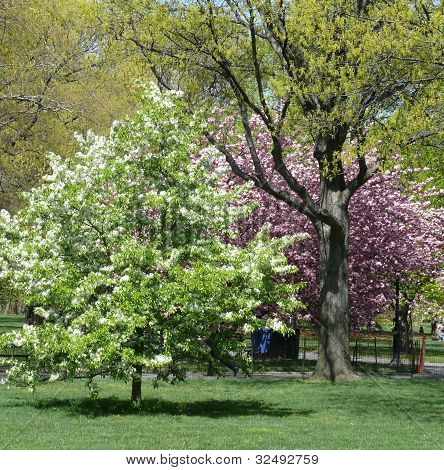 Fiori di ciliegio in Central Park