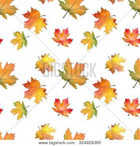 Seamless Pattern With Autumn Maple Leaves. Watercolor On White Background.
