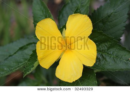 Vinca สีเหลือง