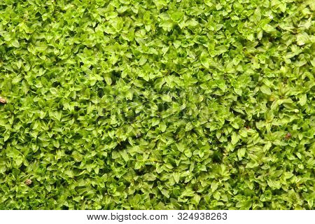 Closeup Fresh Star/cement Moss, Rolled-leaf Wet-ground Moss (hyophila Involuta) Background, Common F