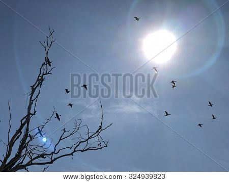 Migratory Birds On The Background Of The Sun And Sky. Wild Ducks Fly To Warmer Climes. Silhouettes O