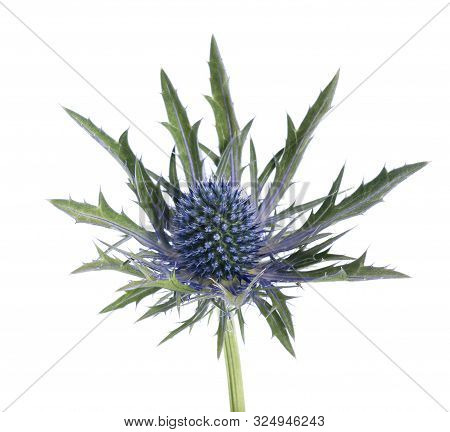 Sea Holly Thistles Isolated On White Background
