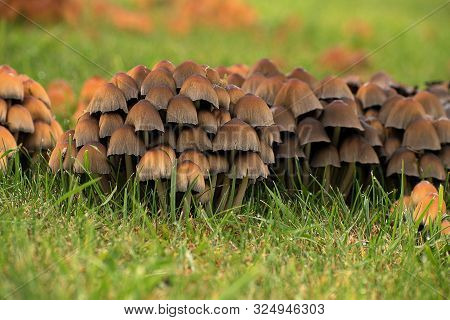 Coprinus Micaceus. Mushroom Growing In The Grass In The Garden