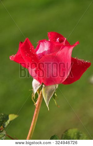 Red Rose With Water Drops. The Sun Shines On A Rose