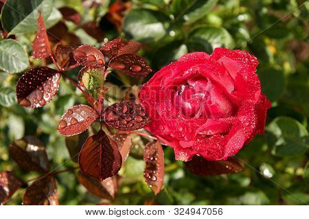 Red Rose With Water Drops. The Sun Shines On A Rose