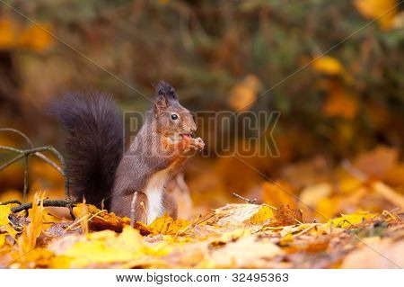 Red Squirrel in the forest eating a peanut