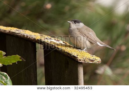 Male Blackcap on a garden fence