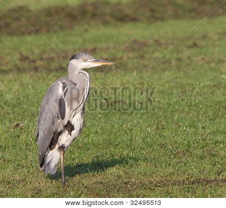 Grey heron on one leg in a grass field