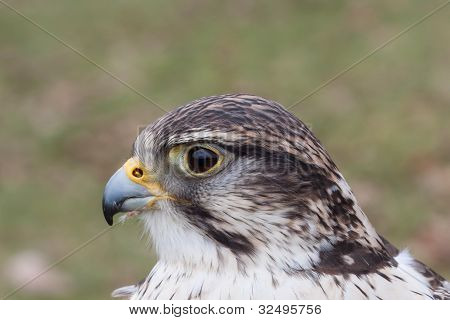 Peregrine Falcon Portrait