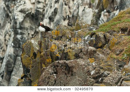 Puffin (Fratercula arctica) laying on a rock