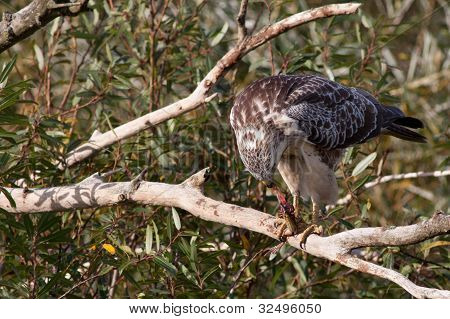 Buzzard eating a frog