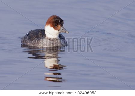 หญิง smew ในน้ำ