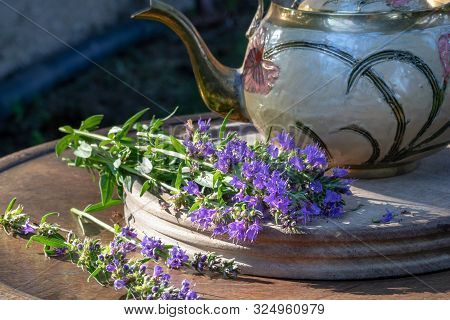 Blooming Hyssop Plant With A Teapot In The Background