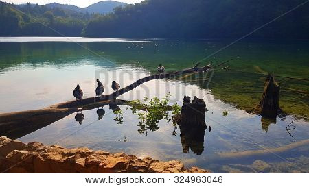 Ducks In Pond. Plitvice National Park, Croatia