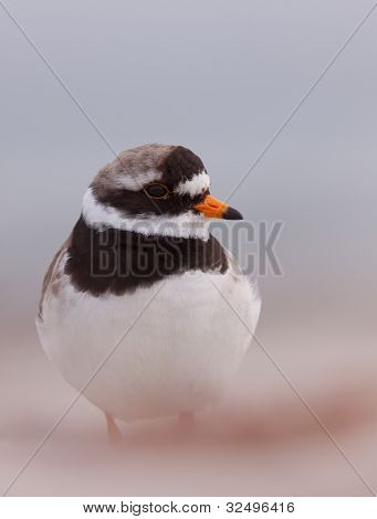 Sandregenpfeifer Plover hautnah
