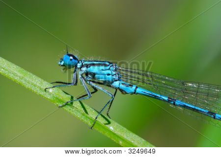 Blue Damselfly