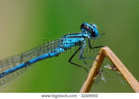 Blue Damselfly