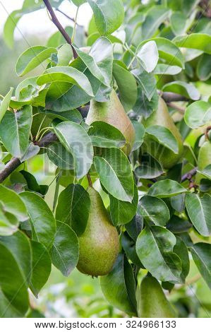 Shiny Delicious Pears Hanging From A Tree Branch In The Orchard..
