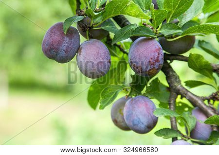 Plum Tree Branch With Ripe Juicy Fruits On Sunset Light..