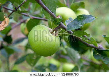 Shiny Delicious Green Apples On A Branch Ready To Be Harvested In An Apple Orchard..