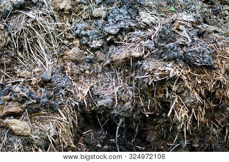 Fertilizer From Cow And Horse Manure And Straw. A Pile Of Manure
