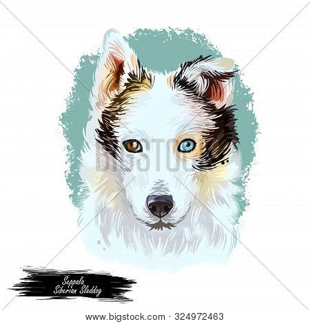 Seppala Siberian Sleddog Sleeping Dog Digital Art. Watercolor Portrait Of Purebred Domestic Animal L