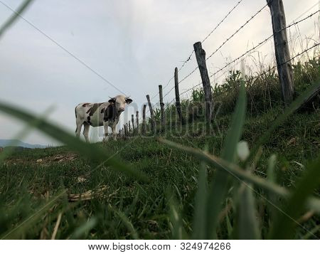 The Montbeliarde cow is a breed of red pied dairy cattle, standing in field in Doubs, Bourgogne, Franche-Comte region of eastern France, Europe