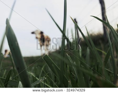 The Montbeliarde cow is a breed of red pied dairy cattle, standing in field in Doubs, Bourgogne, Franche-Comte region of eastern France, Europe