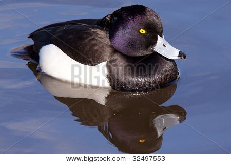 mies Tukkasotka (Aythya fuligula) lähikuva