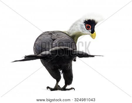 White-crested turaco, Tauraco leucolophus standing against white background