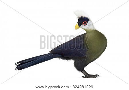 White-crested turaco, Tauraco leucolophus standing against white background