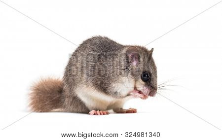 Edible Dormouse or Fat Dormouse, Glis glis, grooming in front of white background