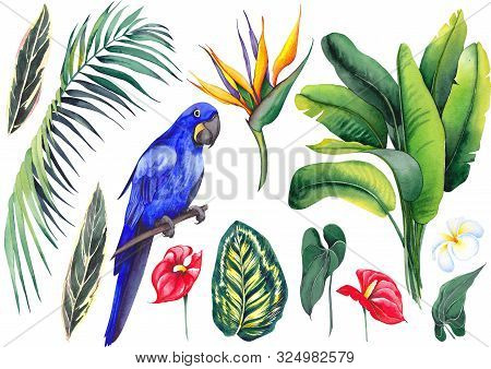 Set With Hyacinth Blue Macaw, Banana Leaves, Calathea Leaves, Palm Branch, Strelitzia, Plumeria Fran