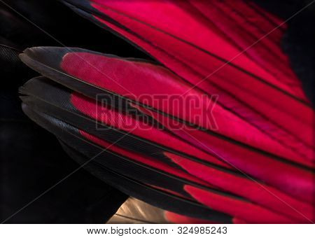 Close up of White-crested turacos, Tauraco leucolophus, wing
