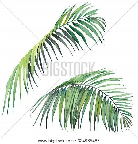 Set Of Tropical Palm Leaves. Watercolor On White Background. Isolated Elements For Design.