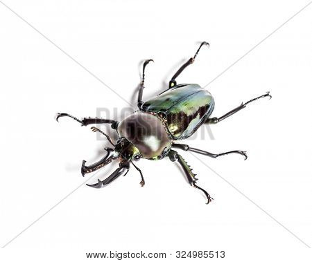 Rainbow stag beetle, Phalacrognathus muelleri, in front of white background