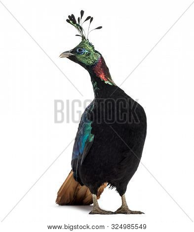 Himalayan monal, Lophophorus impejanus, also known as the Impeyan monal and Impeyan pheasant standing against white background