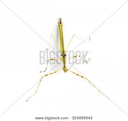 Yellow Flying Stick, Necroscia annulipes, phasma, in front of white background