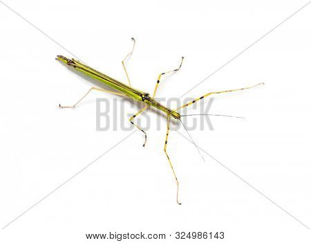 Yellow Flying Stick, Necroscia annulipes, phasma, in front of white background